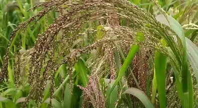 Different types of millets in India and know their benefits