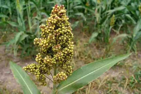 What are the 10 health benefits of millets