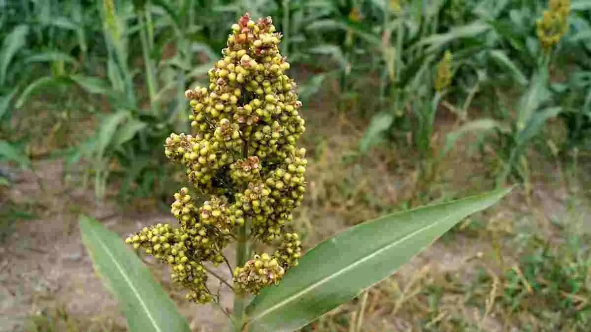 What are the 10 health benefits of millets